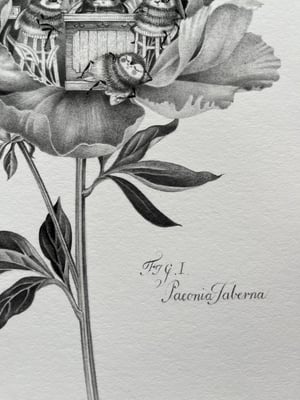 Image of Paeonia Taberna Print