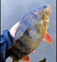 Image 3 of Clear Water Baitfish Streamer Set 3er Box