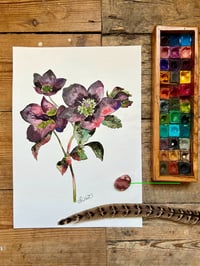 Image 1 of "Hellebore" Original
