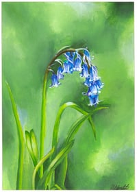 Image 1 of Native english bluebell