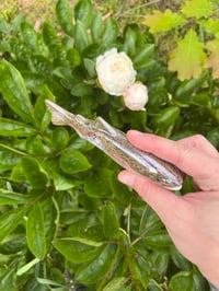 Image 3 of Rainbow Trout - Mother of Pearl