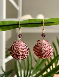 Image 2 of Purple Scallop Earrings E126