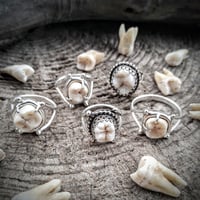 Image 1 of sterling silver + tooth ring