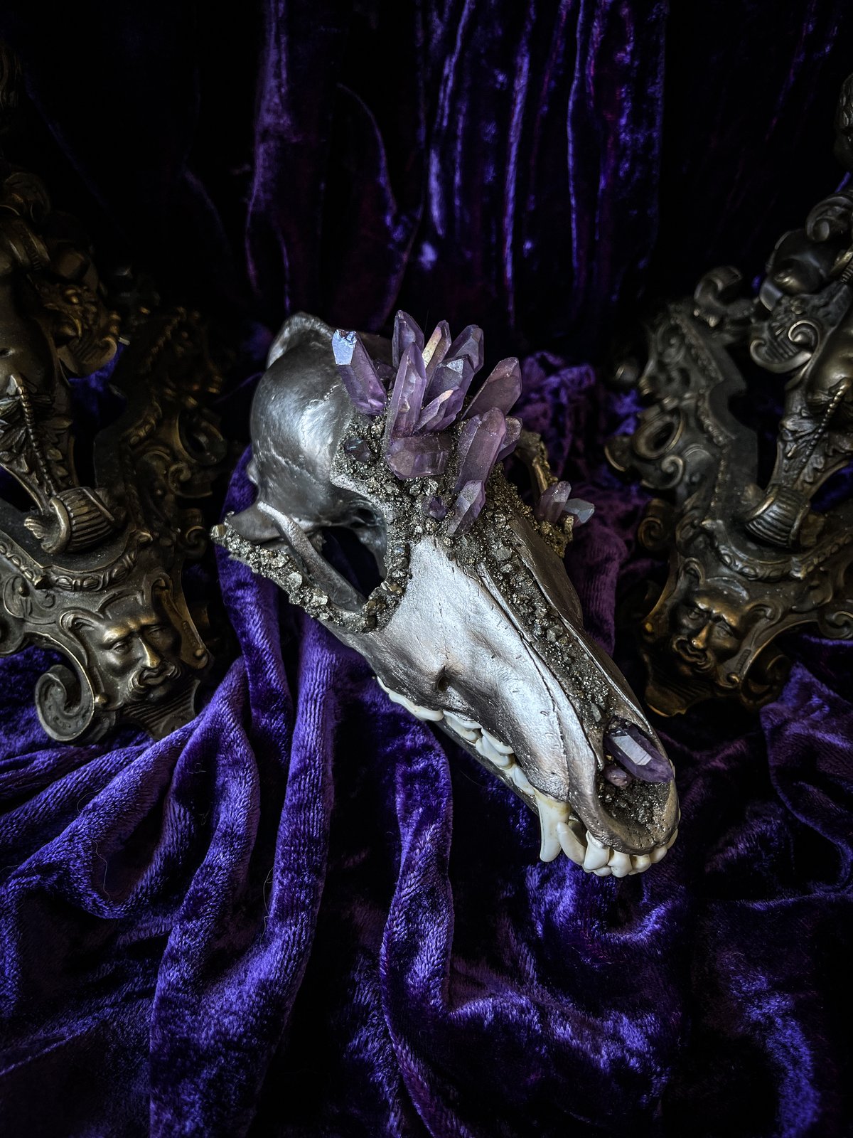 Resin sparkly black shops and purple coyote skull