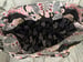 Image of Black Cat Tote Purse