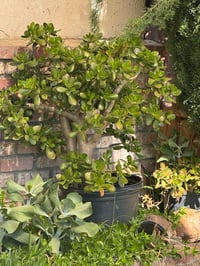 Image 2 of Jade 