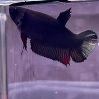 Image of Solid Black Copper Male Halfmoon Betta (Plakat)