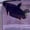 Image of Solid Black Copper Male Halfmoon Betta (Plakat)