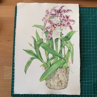 Image 5 of Original Illustration Orchid Beallara