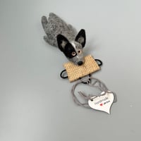 Image 1 of Australian Stumpy Tail Cattle Dog