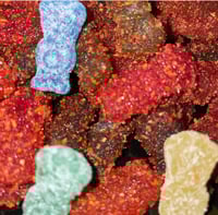 Image 2 of Chamoy Sour Patch Kids