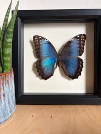 Image 1 of Butterfly Species 