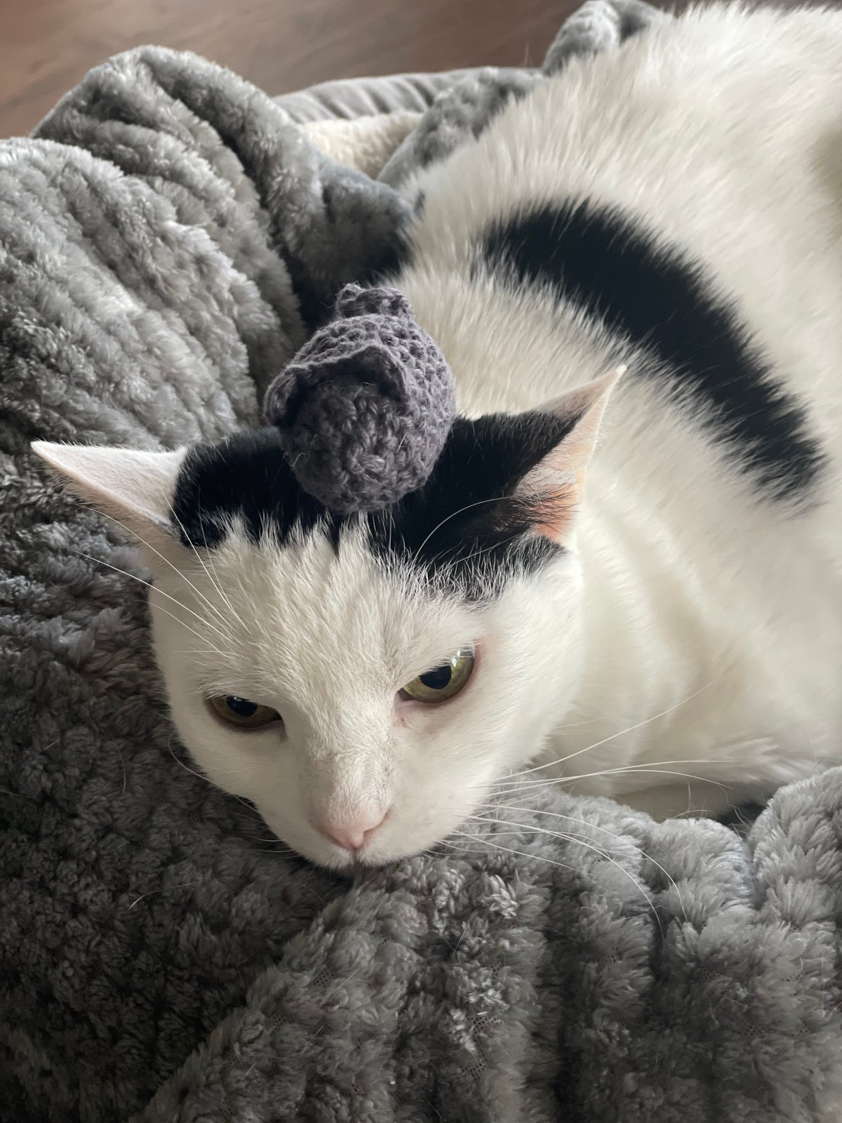 Snoop's Toys for Cats | Bon Bon Black Sheep