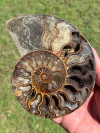 Image 5 of Ammonite Fossil Pair | Madagascar #2907