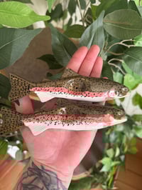 Image 1 of Rainbow Trout 2.0