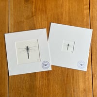 Image 1 of Colour Dragonfly Giclee Prints