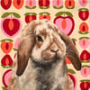 Holland Lop Original Painting