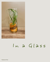 Image 1 of Air Plant - In a Glass