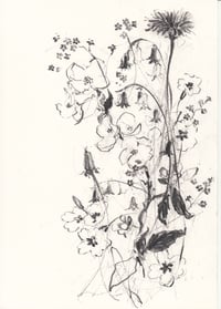 hedgerow no. 4