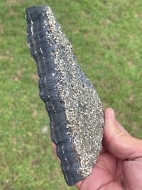 Image 5 of Shungite With Cubic Pyrite Double Sided Specimen #601