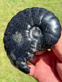 Image 9 of Black Ammonite Fossil With Pyrite | Madagascar #2706