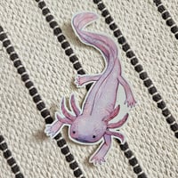 Axolotl