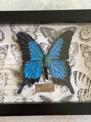 Image of Papilio Ulysses Butterfly framed specimen. Faux taxidermy