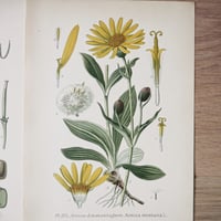 Image 1 of Planche De Botanique Coloree 