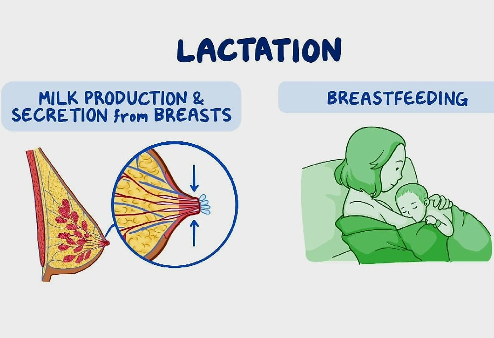 BLOAT NO MORE! Fennel Seed Powder/Teabags. Phlegm-Gas-IBS-Memory-GERD-Chemo-Menopause-Lactation