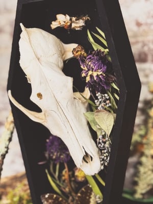 Image of Coyote Skull Coffin