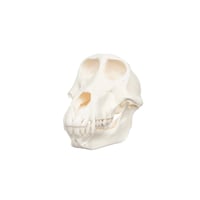 Real Chacma Baboon Skull