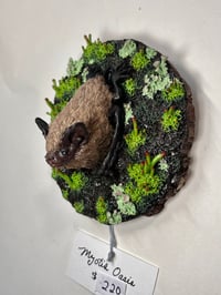 Image 4 of Myotis Oasis