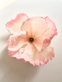 Image 4 of Fleur pavot Crespa à choisir - me contacter 