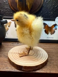 Image 2 of Taxidermy Two Headed Duckling 