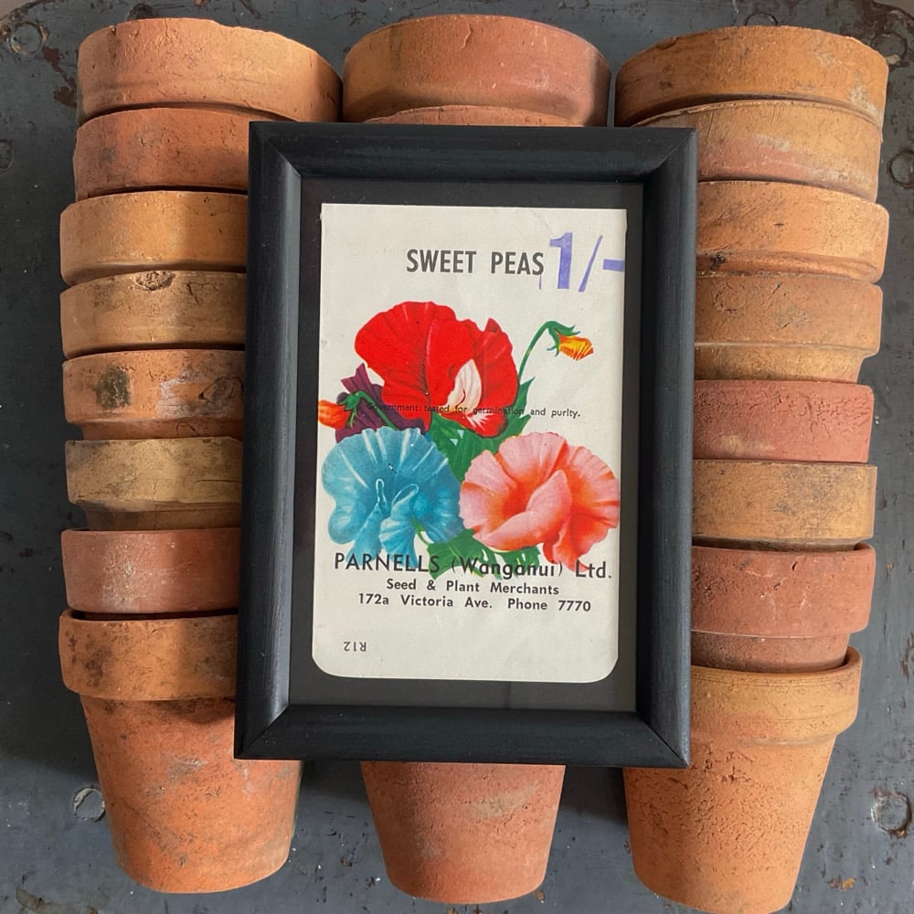 Image of Sweet Peas
