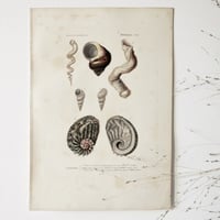 Image 5 of Planches  Anciennes de coquillages Charles D'Orbigny
