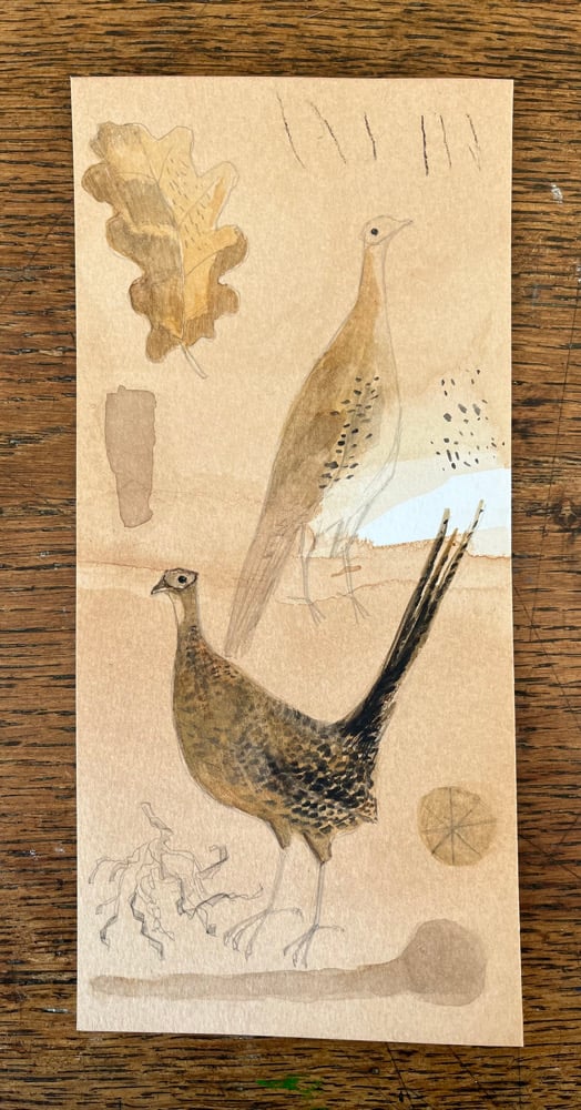 Image of Two female pheasants 