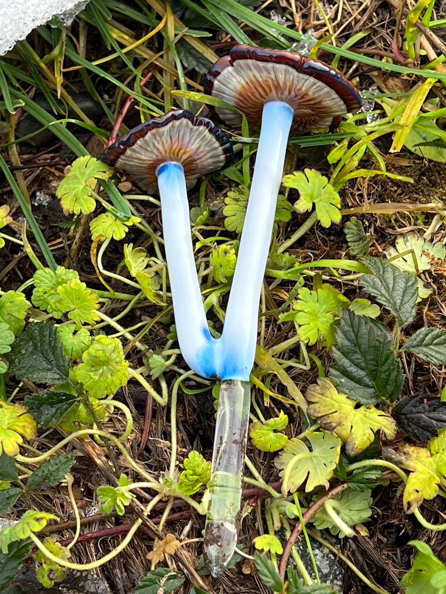 Image of Pair Of Wavy Capped Blue Staining Mushroom Plant Spike