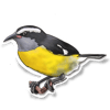 Bananaquit Sticker