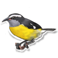 Image 1 of Bananaquit Sticker