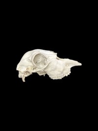 Image 2 of partial sheep skull