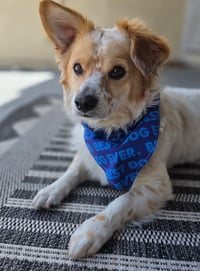 Image 1 of Best Dog Bandana