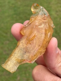 Image 8 of Amber Specimen #1464