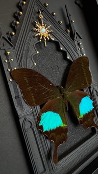 Image 3 of Papilio Paris