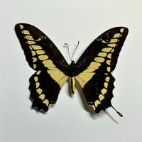 Image 2 of king swallowtail