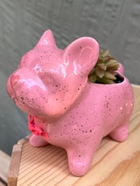 Image 1 of Coppertone Stonecrop in Pink French Bulldog