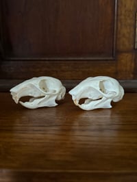 Image 2 of grey squirrels no molars