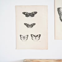 Image 2 of Planche De Papillons Noir & Blanc