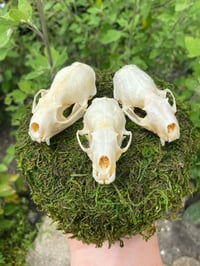 Image 1 of Mink Skull