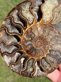 Image 3 of Ammonite Fossil Pair | Madagascar #2907
